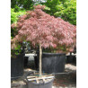 ACER palmatum DISSECTUM GARNET En pot 50-70 litres forme tige hauteur du tronc 090-110 cm