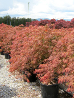 ACER palmatum DISSECTUM GARNET En pot de 35-50 litres
