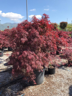 ACER palmatum DISSECTUM INABE SHIDARE En pot de 90-110 litres