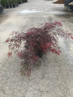 ACER palmatum DISSECTUM INABE SHIDARE En pot de 15-20 litres