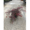 ACER palmatum DISSECTUM INABE SHIDARE En pot de 15-20 litres