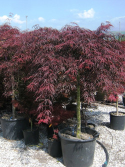 ACER palmatum DISSECTUM INABE SHIDARE En pot de 50-70 litres