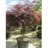 ACER palmatum DISSECTUM INABE SHIDARE En pot de 70-90 litres