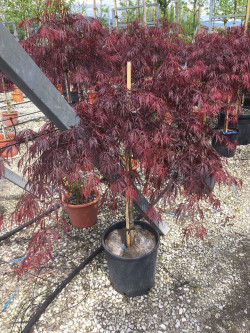 ACER palmatum DISSECTUM INABE SHIDARE En pot de 15-20 litres