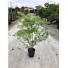 ACER palmatum DISSECTUM SEIRYU En pot de 15-20 litres