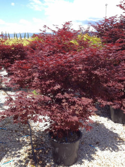 ACER palmatum FIREGLOW En pot de 35-50 litres