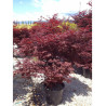 ACER palmatum FIREGLOW En pot de 35-50 litres