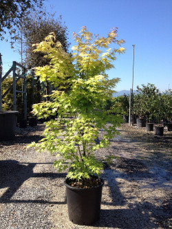 ACER palmatum ORANGE DREAM En pot de 25-30 litres