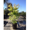 ACER palmatum ORANGE DREAM En pot de 25-30 litres