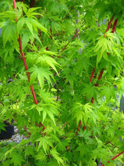 ACER palmatum SENKAKI ou SANGOKAKU