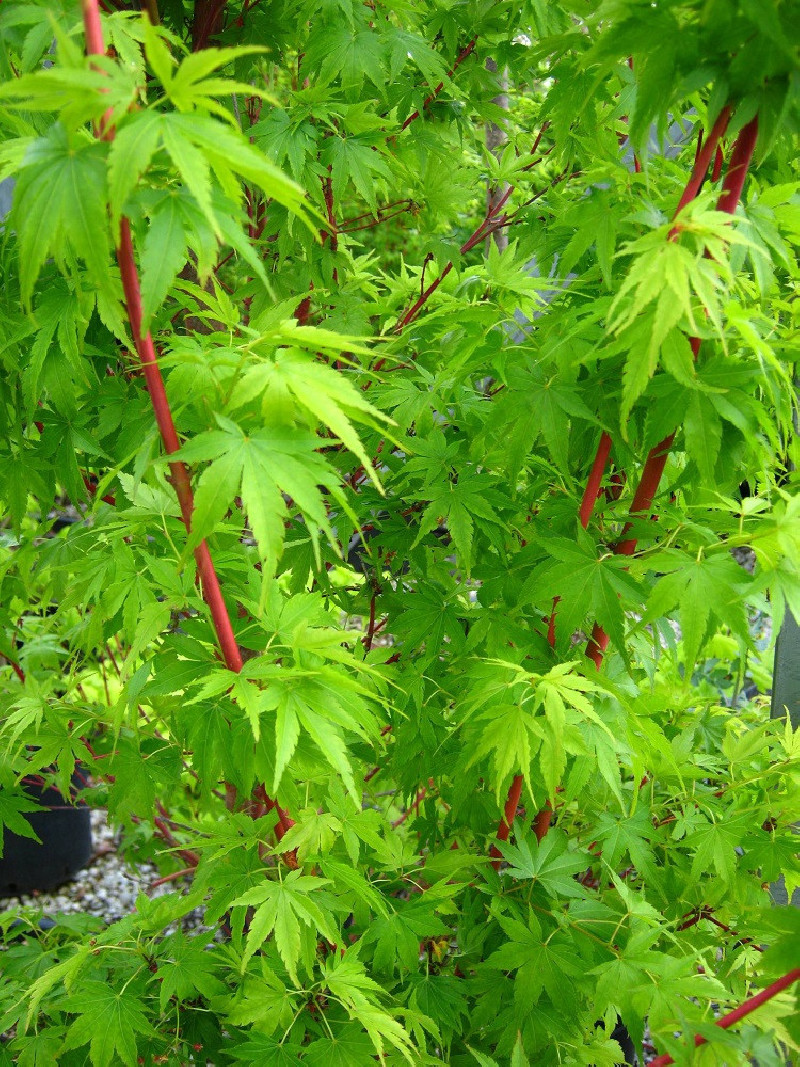 ACER palmatum SENKAKI ou SANGOKAKU