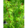 ACER palmatum SENKAKI ou SANGOKAKU