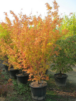 ACER palmatum SENKAKI ou SANGOKAKU En pot de 50-70 litres