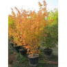 ACER palmatum SENKAKI ou SANGOKAKU En pot de 50-70 litres