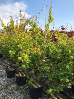 ACER palmatum SENKAKI ou SANGOKAKU En pot de 25-30 litres