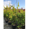 ACER palmatum SENKAKI ou SANGOKAKU En pot de 25-30 litres