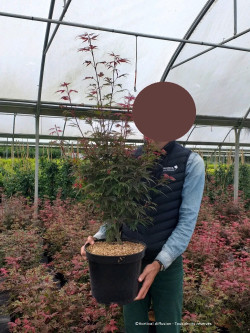 ACER palmatum SHAINA En pot de 10-12 litres forme buisson
