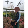 ACER palmatum SHAINA En pot de 10-12 litres forme buisson