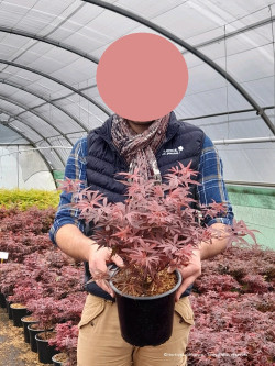 ACER palmatum SHAINA En pot de 4-5 litres forme buisson