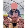ACER palmatum SHAINA En pot de 4-5 litres forme buisson