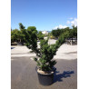 ACER palmatum SHISHIGASHIRA En pot de 25-30 litres