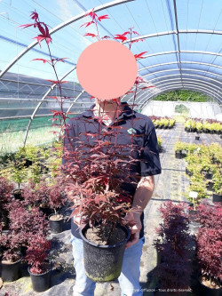 ACER palmatum SKEETER'S BROOM En pot de 4-5 litres