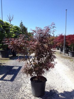 ACER palmatum SKEETER'S BROOM En pot de 15-20 litres