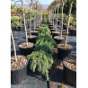CEDRUS deodara FEELING BLUE
