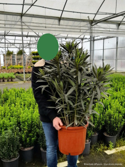 NERIUM oleander ROSE En pot de 15-20 litres