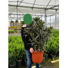 NERIUM oleander SAUMON En pot de 15-20 litres