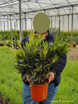 NERIUM oleander ROUGE En pot de 4-5 litres