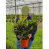 NERIUM oleander SAUMON En pot de 4-5 litres