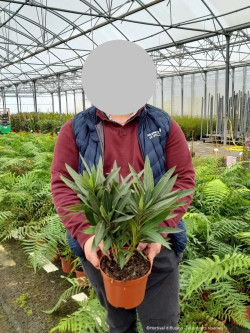 NERIUM oleander BLANC En pot de 2-3 litres