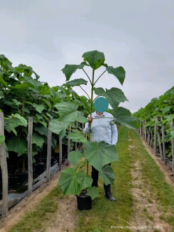 PAULOWNIA fortunei FAST BLUE En pot de 15-20 litres forme baliveau