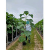 PAULOWNIA fortunei FAST BLUE En pot de 15-20 litres forme baliveau