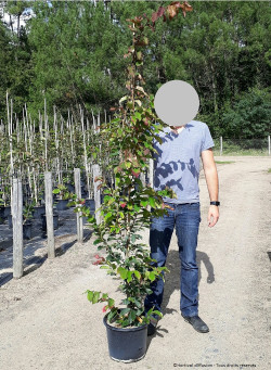 PARROTIA persica VANESSA En pot de 15-20 litres forme baliveau