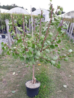 ABRICOTIER En pot de 10-12 litres forme gobelet