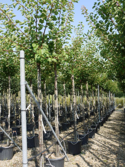 ABRICOTIER En pot de 35-50 litres forme tige hauteur du tronc 180-200 cm