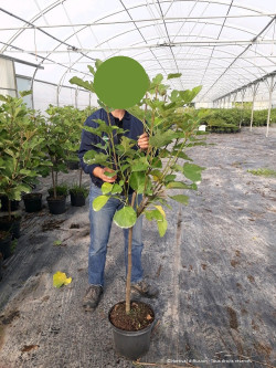 FIGUIER En pot de 10-12 litres forme gobelet