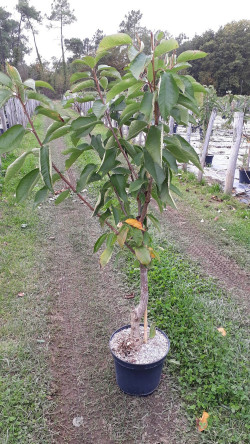 CERISIER En pot de 10-12 litres forme gobelet