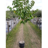 CERISIER En pot de 10-15 litres forme tige hauteur du tronc 110-130 cm