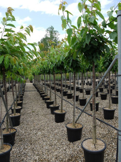 CERISIER En pot de 25-30 litres forme tige hauteur du tronc 110-130 cm