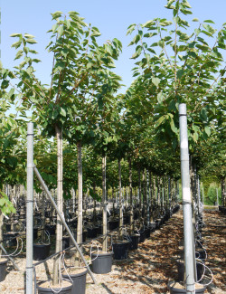 CERISIER En pot de 35-50 litres forme tige hauteur du tronc 180-200 cm