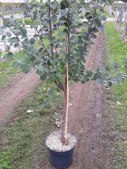 COGNASSIER En pot de 10-12 litres forme gobelet