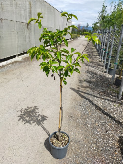 KAKI En pot de 10-12 litres forme tige hauteur du tronc 090-110 cm