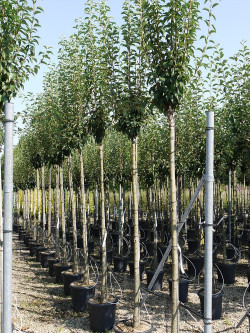 POIRIER En pot de 35-50 litres tige hauteur du tronc 180-200 cm