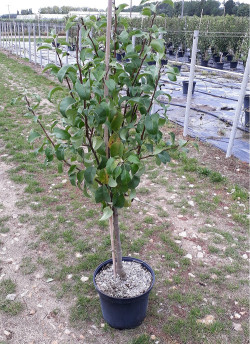 POIRIER En pot 10-12 litres forme gobelet