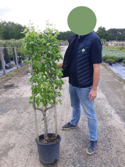 POIRIER En pot 15-20 litres forme palmette U simple