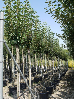 POIRIER En pot 25-30 litres forme tige hauteur du tronc 110-130 cm