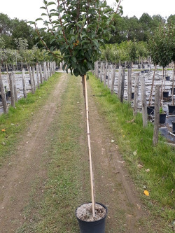 POIRIER En pot de 10-12 litres forme tige hauteur du tronc 110-1130 cm